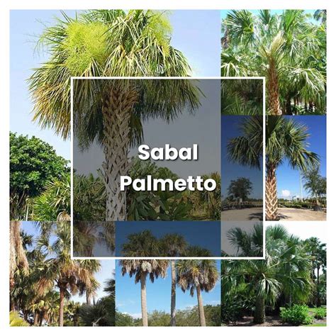 How to Grow Sabal Palmetto - Plant Care & Tips | NorwichGardener