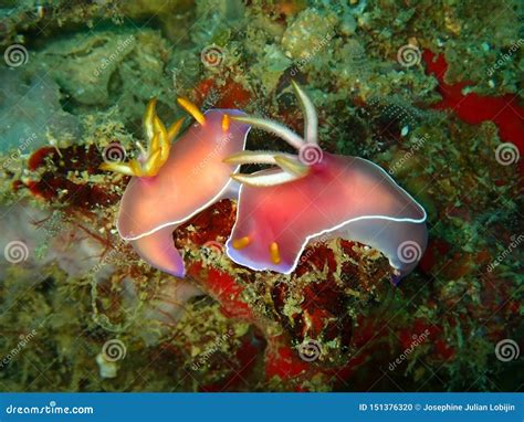 El Bullockii De Acoplamiento De Hypselodoris Del Nudibranch En Tunku