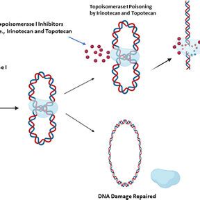 The Mechanism Of Action Of Topoisomerase I Inhibitors Irinotecan