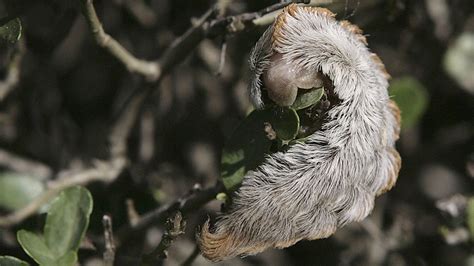 Florida Officials Warn About Venomous Puss Caterpillar Return A Sting