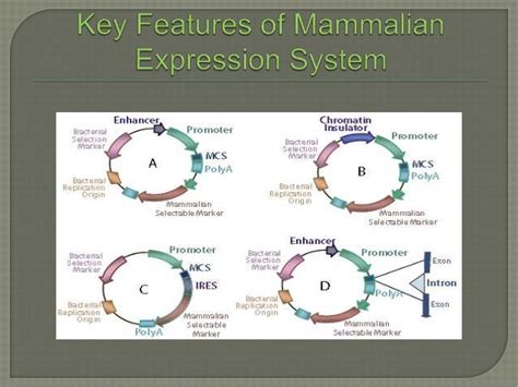 Expression Of Recombinant Proteins In Mammalian Cell Lines