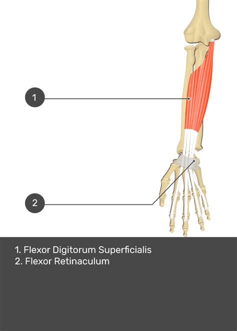Flexor Digitorum Superficialis Testing Hand And Wrist Problems In