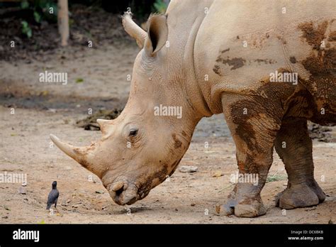 Rhino And Small Bird Stock Photo Alamy