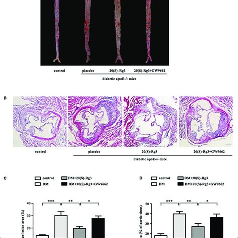 S Rg Reduce Plaque Burden In Diabetic Apoe Mice A