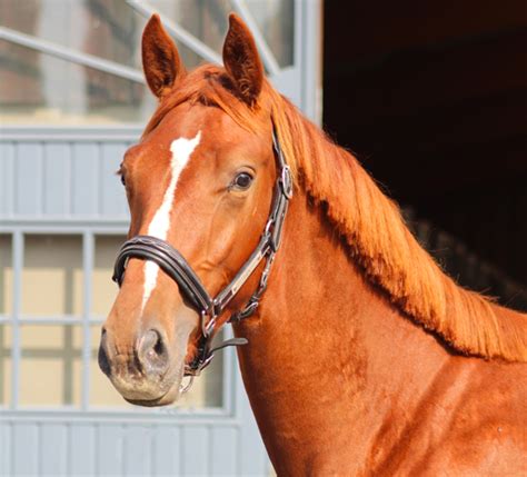 Le Haras Des Coudrettes Vestale De Mazure Hdc