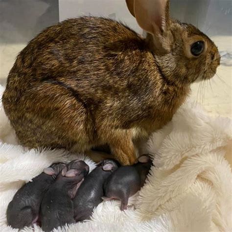 Cottontail Rabbit Has Surprise Complication During Rehab - EmerAidVet