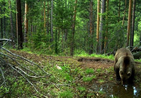 Сибирь, Россия — подробная информация с фото