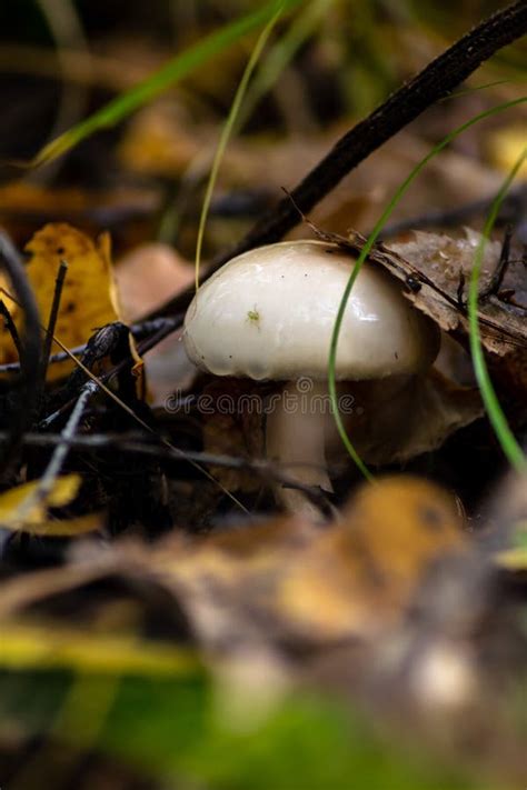 Small Porcini Mushroom Grow In Moss Stock Photo Image Of Gourmet