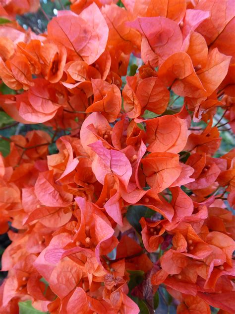 Banco de imagens natureza plantar folha flor pétala vermelho