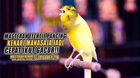 218 Masteran Suara Burung Kenari Gacor Panjang Cuit Cuit Ngerol Untuk