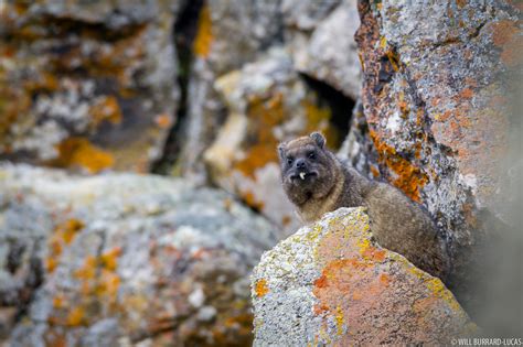 Rock Hyrax | Will Burrard-Lucas