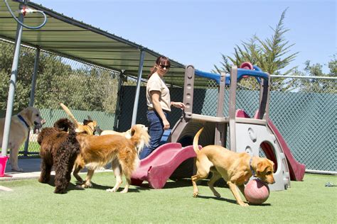 How to Choose the Best Doggy Daycare: Questions to Ask