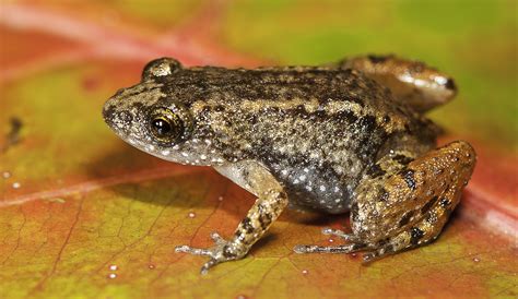 Four New Night Frog Species Discovered From The Western Ghats