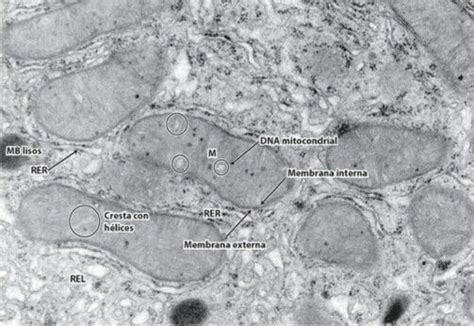 Micrograf A De Un Congunto De Mitocondrias Mitocondria Internado