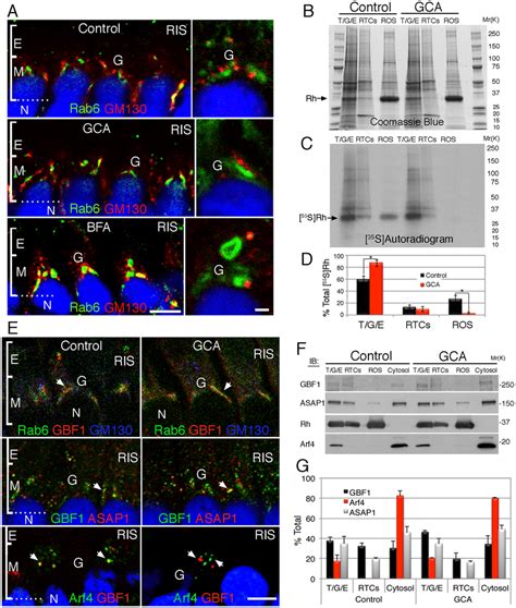 Gbf Regulates Golgi To Cilia Transport Of Rhodopsin A Control