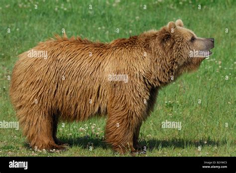 Female Brown Bear in Meadow Stock Photo - Alamy