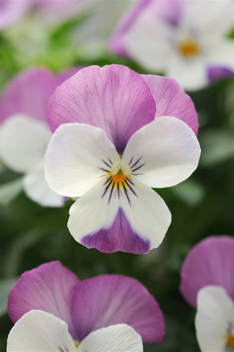 Viola Cornuta Sorbet® Pink Wing Viola From Garden Center Marketing