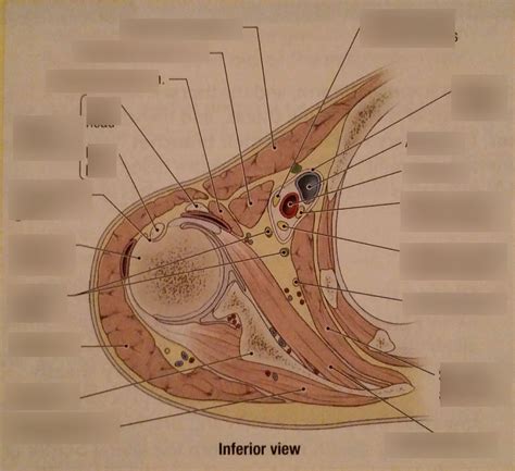 Dissector Week 2 Contents Of Axilla Diagram Quizlet