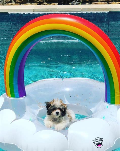 Just 21 Dogs Doin Themselves A Pool Float Cuteness