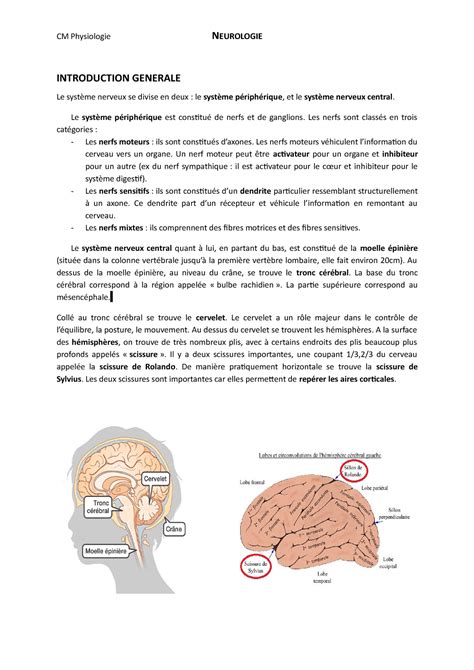 Cm Neurologie Notes De Cours Introduction Generale Le Syst Me