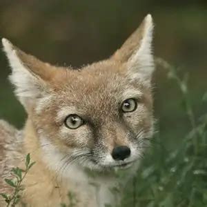 Corsac Fox - Facts, Diet, Habitat & Pictures on Animalia.bio