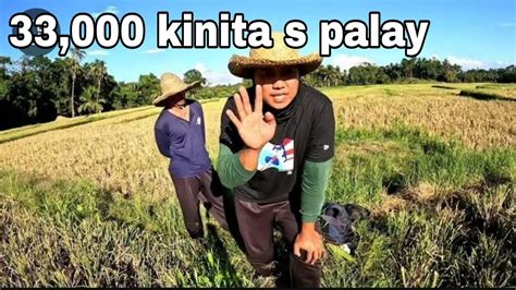 Magkano Kinita Sa Palay Bagsak Presyo Ng Palay Youtube