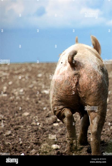 Pig Running Away Stock Photo Royalty Free Image 17948871 Alamy