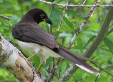 Brown Jay - Help Me Identify a Bird Outside North America - Whatbird Community