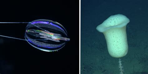 This Monterey Bay deep-sea creature is the ‘sister’ that took its own ...