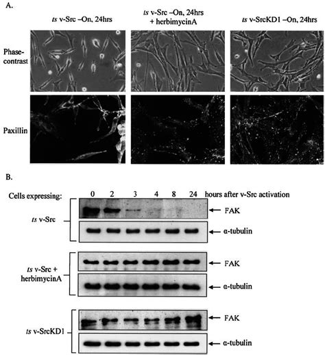 V Src Kinase Activity Is Required For Fak Proteolysis And Focal