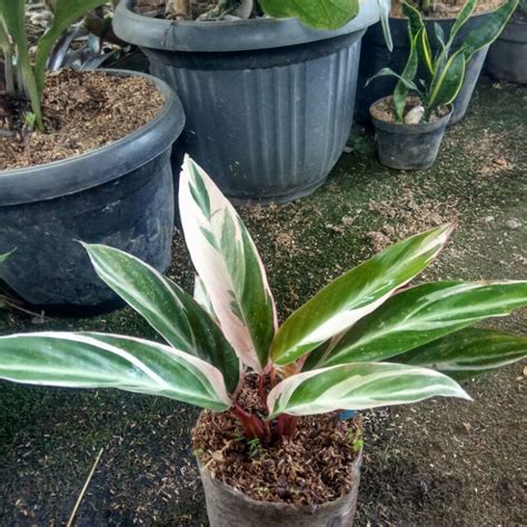 Jual Tanaman Hias Calathea Multi Color Marantah Meranti Bali Merahputih