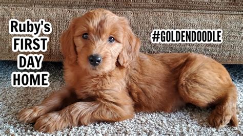 Goldendoodle Puppy 8 Weeks Old Youtube