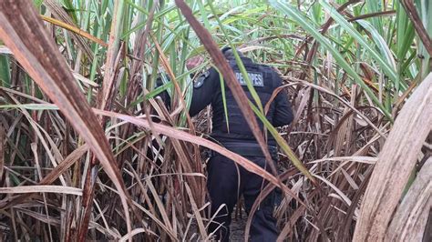 Corpo Carbonizado Encontrado Em Meio A Canavial Alagoas Horas