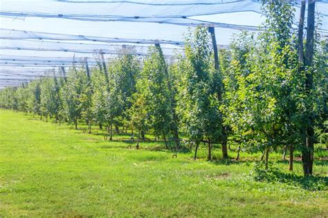 Premium Photo Apples In Orchard Apple Trees Ripe Apples