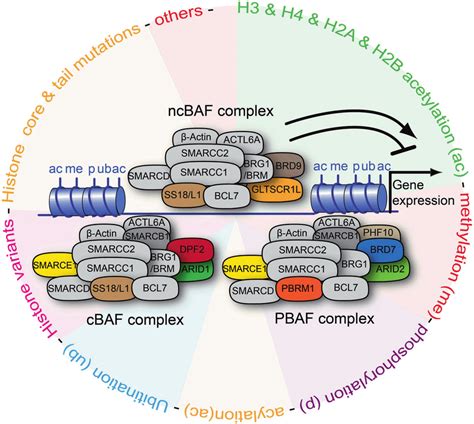 Shows A Schematic Illustration Of The Mswi Snf Complexes And Their