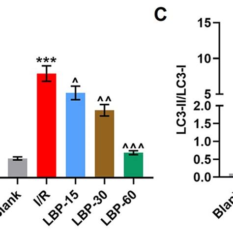 Lbp Inhibits I R Induced Autophagy In H C Cells A Western Blotting