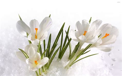 White crocus [3] wallpaper - Flower wallpapers - #34620