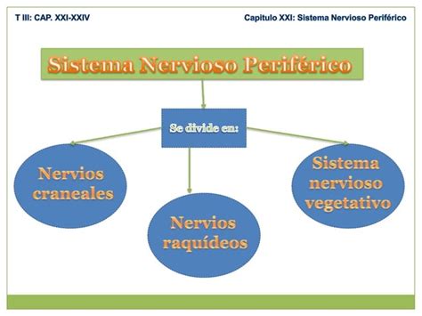 Anatomía Sistema nervioso periférico nervios raquídeos plexo cervical