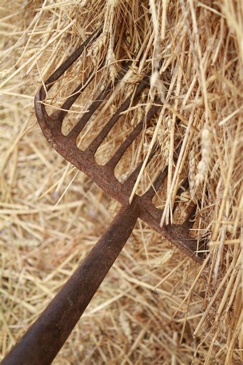 Fork and Hay stock image. Image of animal, feeding, fork - 23739207