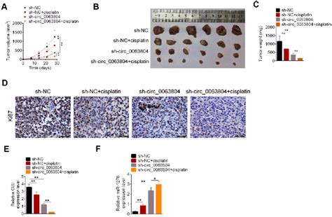 Circ 0063804 Silencing Inhibited OC Cells Growth And Resistance To