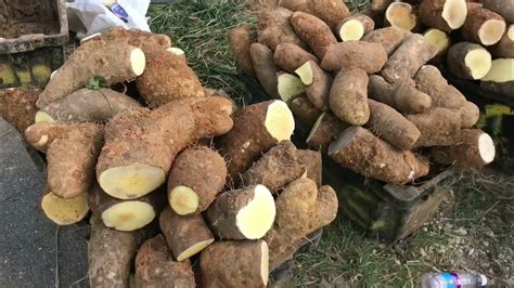 Jamaica Is Now Yam Capital Of The Worldjamaican Trelawny Yam Is The