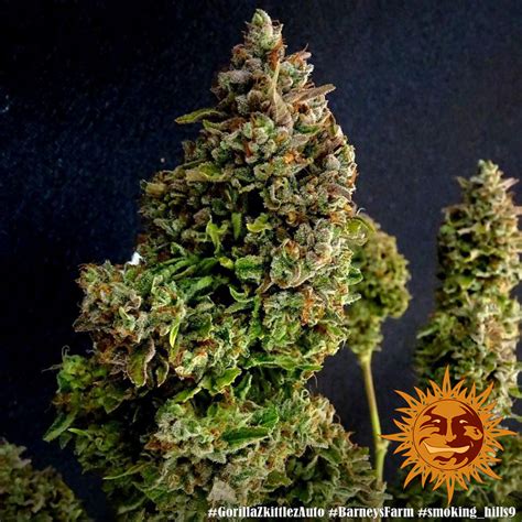 Gorilla Zkittlez Auto™ Autoflowering Cannabis Seeds Barneys Farm®