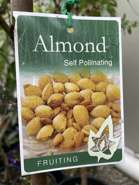 Almond Self Pollinating 33cm Poyntons Nursery
