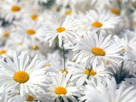 Plants Flowers Camomile Hd Wallpaper Pxfuel