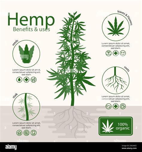 Benefits Of Cannabis Hemp Infographic Vector Illustration Stock Vector Image And Art Alamy