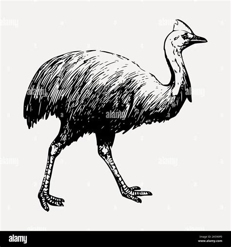 Cassowary Clipart Vintage Bird Illustration Vector Stock Vector Image And Art Alamy