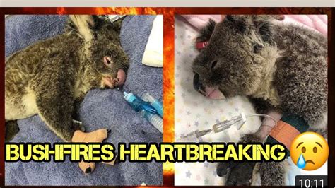 Rescued Koalas From Australias Bushfires Devastation Heartbreaking