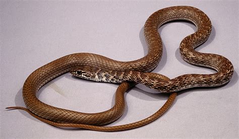 Red Racer Utah Usa Masticophis Flagellum Piceus Ca 3 Flickr