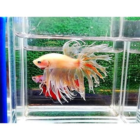 Ksm Fancy Crowntail Erkek Betta M