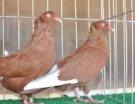 Flying Flight Pigeons Pigeontype